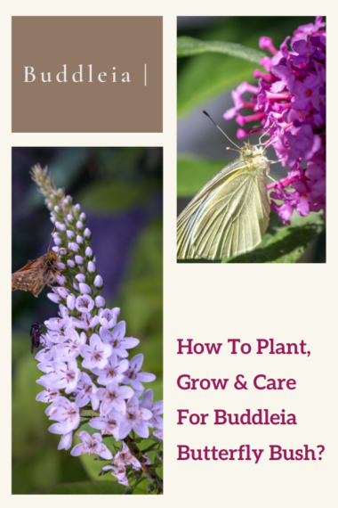 Buddleia | How To Plant, Grow & Care For Buddleia Butterfly Bush?